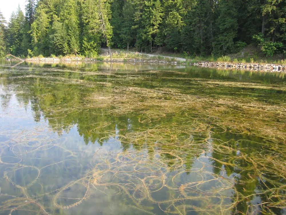 Eurasian Milfoil